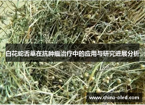 白花蛇舌草在抗肿瘤治疗中的应用与研究进展分析